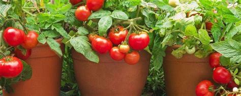卡通植物生长阶段。番茄生长周期。矢量平面风格。股票的形象。EPS10。插画图片素材_ID:386793221-Veer图库