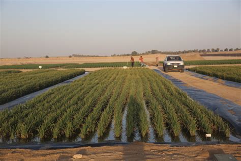 袁隆平沙漠边种海水稻 变成良田只需3到5年|袁隆平|沙漠-科技资讯-川北在线