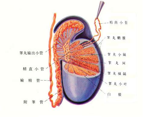 女性生殖系统解剖图设计图__其他_广告设计_设计图库_昵图网nipic.com