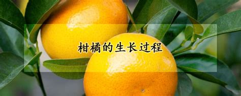 柑橘全年生长周期（柑橘树生长周期）-苧金农业