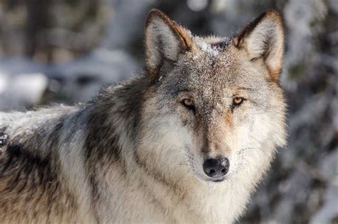 狼 孤单 捕食者 野生动物 自然 野生 寻找 毛皮 户外 冰 雪 – 高图网-免费无版权高清图片下载