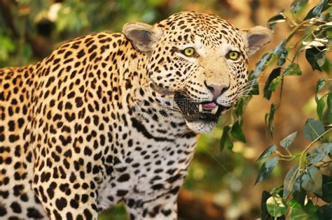 丛林中豹的动物标本剥制术高清图片下载-正版图片504399314-摄图网