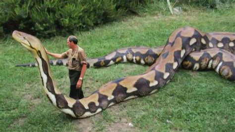 世界上已发现的最大蟒蛇_腾讯视频