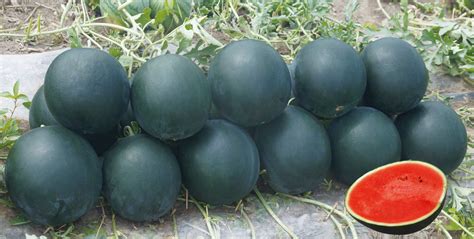 [甜王西瓜种子批发]甜王西瓜种子，大个型， 红壤抗病耐热品种价格65元/袋 - 惠农网