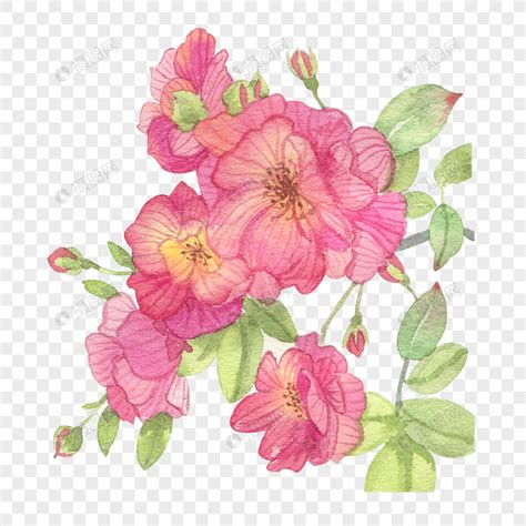 粉玫瑰和白玫瑰水彩手绘花图片素材免费下载 - 觅知网