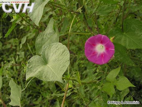 圆叶牵牛Pharbitis purpurea (Linn.) Voigt_植物图片库_植物通