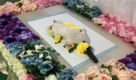 苏州宠物火葬场，小动物生命的最后一站：别离，也是一种爱_我苏网