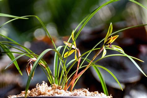 中国野生兰花被正式列入国家重点保护植物-兰花新闻-兰花交易网论坛