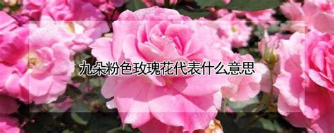 14朵玫瑰代表什么意思 —【发财农业网】