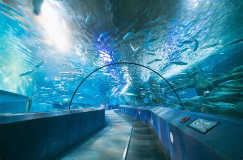 梦幻升级！南京海底世界水母宫新馆对外开放_新华报业网