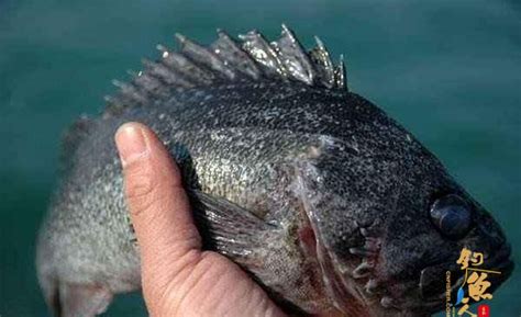 经常吃黑鱼，你也不了解黑鱼，没想到黑鱼竟然这么生猛