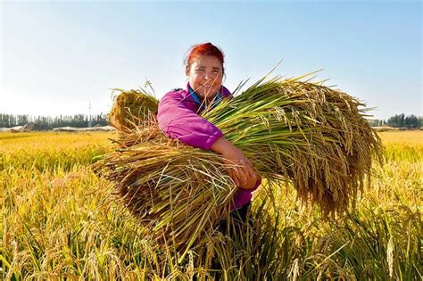 亩产1149公斤！杂交水稻世界新纪录诞生--快科技--科技改变未来