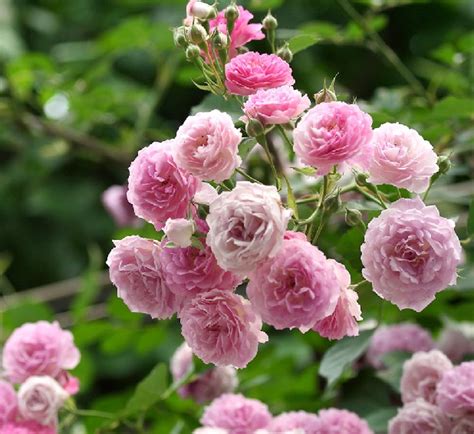 蔷薇花语是什么 - 花百科