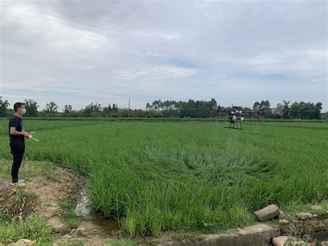 （川观新闻）在这片稻田里，看杂交稻如何实现机械化制种-四川农业大学新闻网