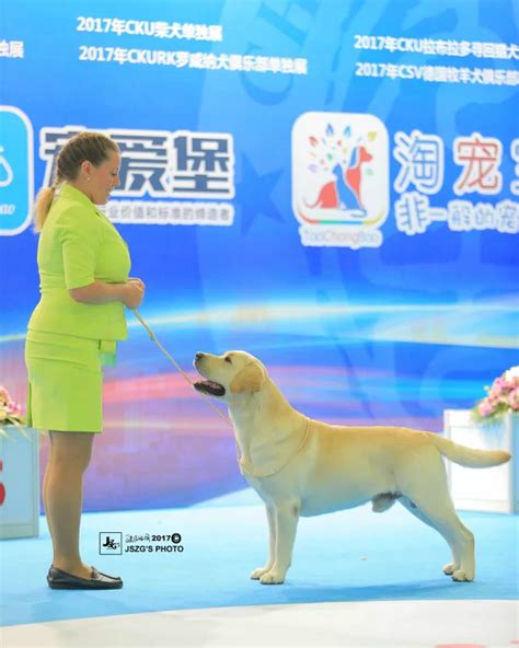 揭秘亚洲杯冠军犬 | 雅族犬舍：坚守品质，在国际舞台上如明星般闪耀