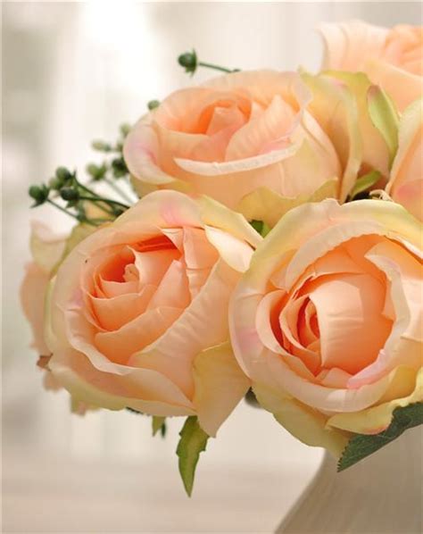 香槟玫瑰的寓意和象征 花语是什么-养花技巧-长景园林网