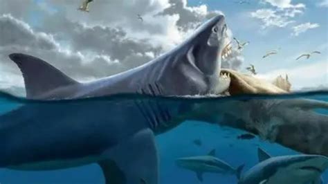 巨齿鲨的四个天敌，梅尔维尔鲸是其最有力的竞争者 - 综合百科 - 懂了笔记