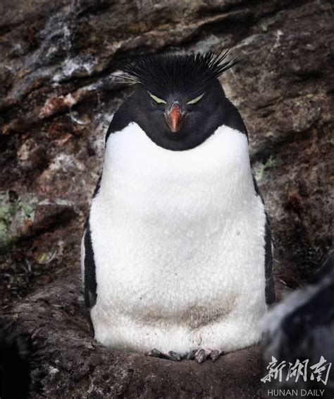 企鹅吃什么，附企鹅的栖息环境、繁殖习性 - 农敢网