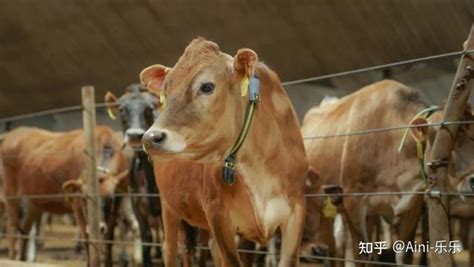 牧场溯源，探寻“认养一头牛”好品质的秘诀_奶牛