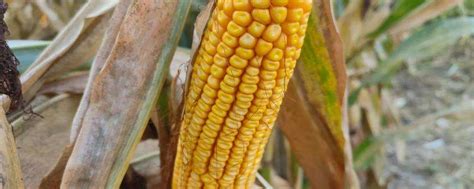 yf3240玉米种简介，适合哪里种植，产量如何-农百科