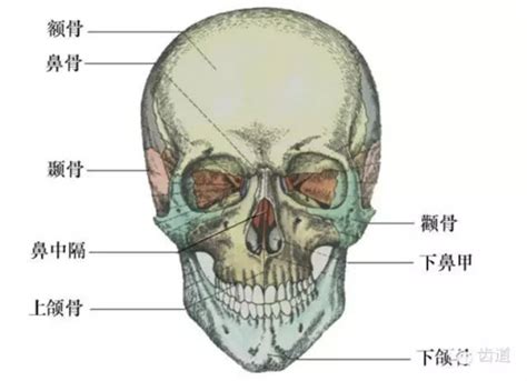 下颚在哪个位置图图片 下颚在哪个位置图图片