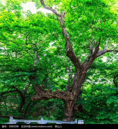 树龄3200年胸围5.1米的古靑檀树高清图片下载_红动网