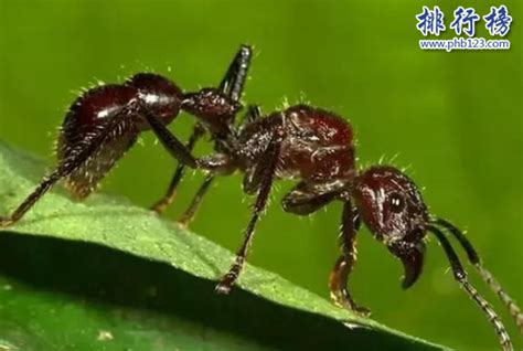 世界十大最毒的虫子-排行榜123网