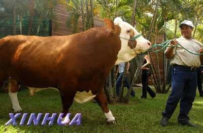 组图：世界上最牛的牛 重1250公斤身价百万美元-搜狐新闻