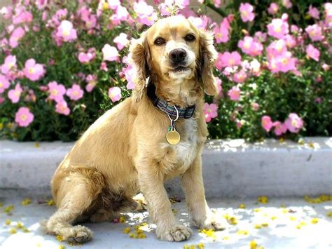 美卡犬图片