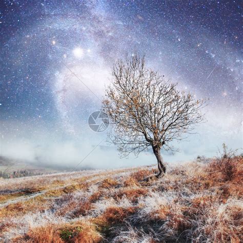 梦幻般的景观孤独的树在冬天的早期在满天星斗的夜空和银河系下的山上由美航空天局提供喀尔巴阡高清图片下载-正版图片503076351-摄图网