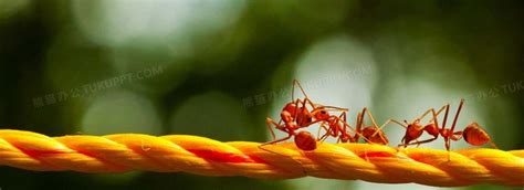 日出草地上蚂蚁团队进行合作搬运的概念图片下载 - 觅知网