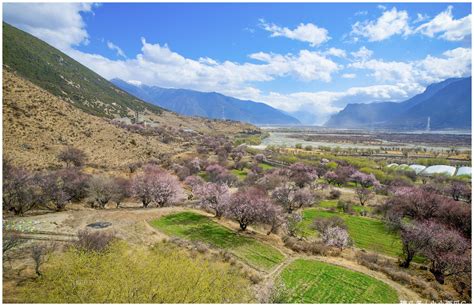 西藏桃花拍摄的绝佳地，被誉“林芝桃花第一村”，是摄影师的最爱|八一镇|桃花|林芝_新浪新闻