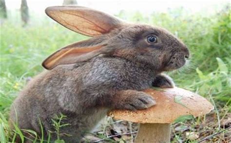 兔子品种名贵排名第几（十大兔子品种名贵排名 最名贵的兔子排行榜） | 说明书网
