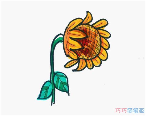 简笔画向日葵怎么画带步骤涂颜色简单又漂亮 - 巧巧简笔画