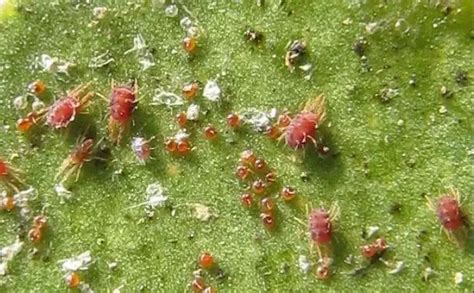 春季红蜘蛛如何预防？|作物种植专栏|汕头市微补植物营养科技有限公司