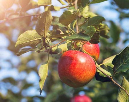 【紫金山新闻】让梨树结出“红苹果” ？南农大教授有高招！