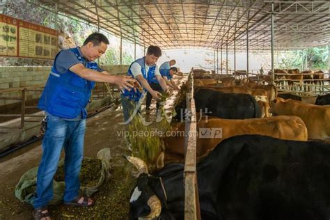 广西蒙山：党建引领创办村集体经济养牛场-人民图片网