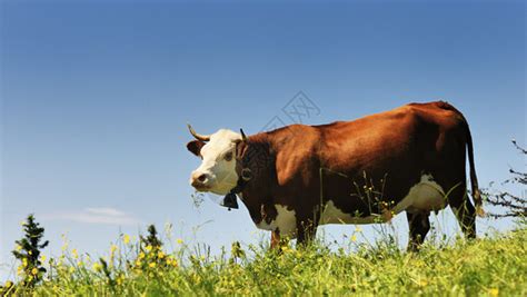 空中观察河谷牧牛高清图片下载-正版图片507060709-摄图网
