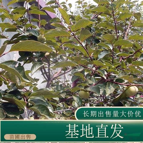 柿子树苗嫁接日本甜脆柿阳台盆景南北方庭院种植无核黑油柿树进口-淘宝网