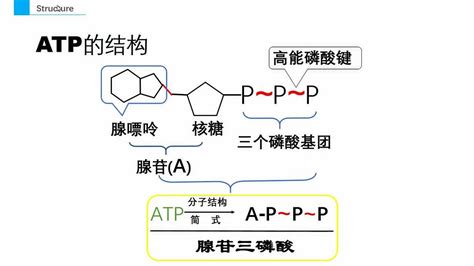 一般来说，合成代谢分解ATP是放能反应，分解代谢合成ATP，是吸能反应-ATP的合成是吸能反应还是放能反应。