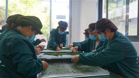 黄山区龙门乡：清洁化生产推动茶叶产业转型升级 - 产业振兴 - 安徽财经网