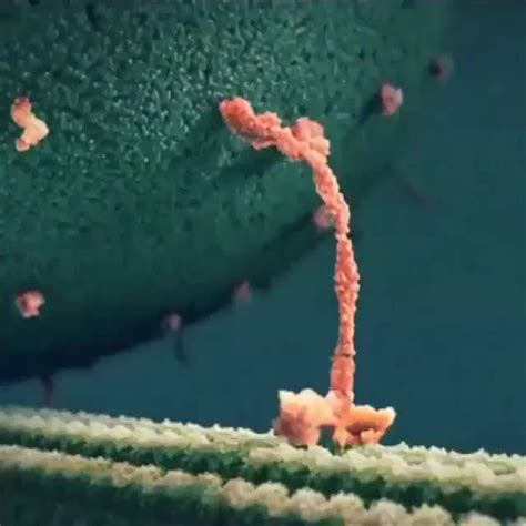 驱动蛋白--细胞里穿行的纳米"火车"--中国科学院生物物理研究所