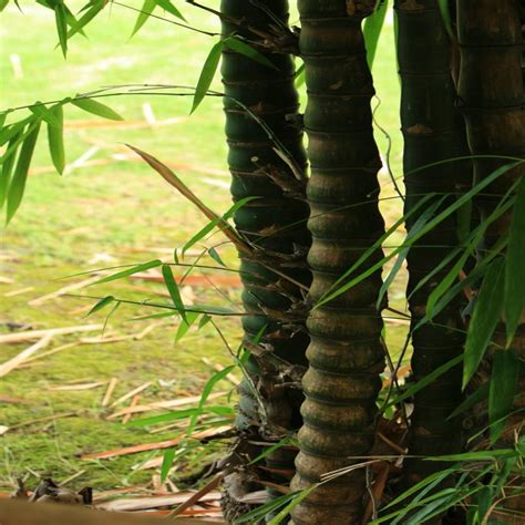 紫竹竹鞭教鞭金竹竹根把玩文玩实心竹戒尺罗汉竹瑜伽教棒天然个性-阿里巴巴