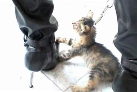 劳动报-主人把羽毛球打到吊顶上，小猫踩凳子上帮忙拿下，网友：养猫千日，用猫一时