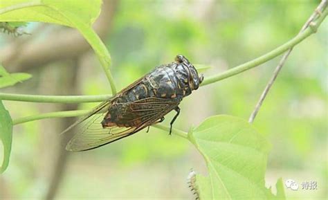 昆虫记中蝉的特点概括 昆虫记中蝉有什么特点_知秀网