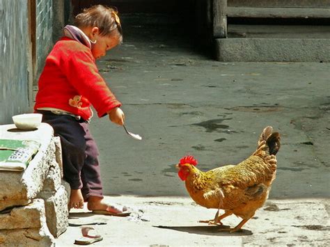 【喂鸡的小男孩摄影图片】纪实摄影_太平洋电脑网摄影部落