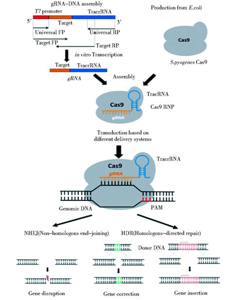 CRISPR介绍---CRISPR应用及分类_微流控芯片_基因技术_POCT技术_迅识生物科技有限公司