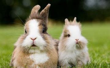 兔子不吃窝边草是什么意思