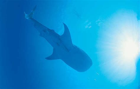 蓝鲸是海洋中最大的鲸类，看到蓝鲸进食的画面，网友：太神奇了