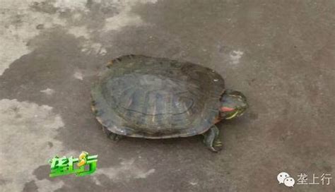 灵隐寺旁小溪中大量放生龟死亡，市场上买的乌龟适应不了新环境，景区呼吁：善待动物、停止放生_腾讯视频